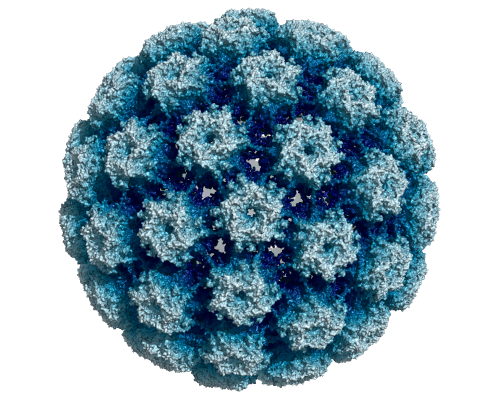 ryo-electron microscopy structure of the human papillomavirus type 16 major capsid protein.